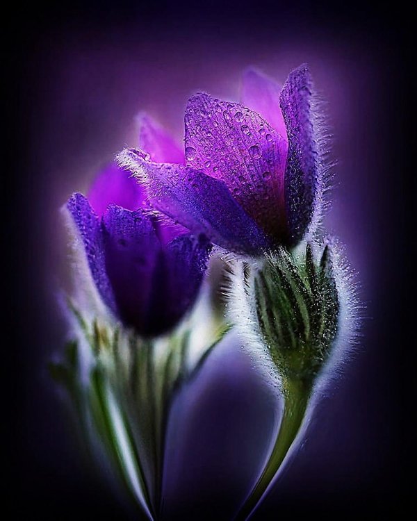 фиолетовые цветки