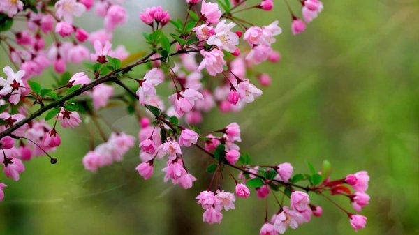 цветущая ветка