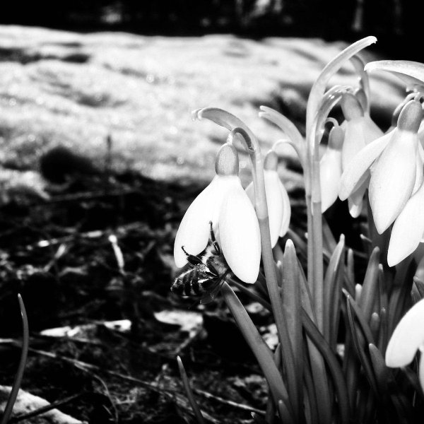 подснежник галантус