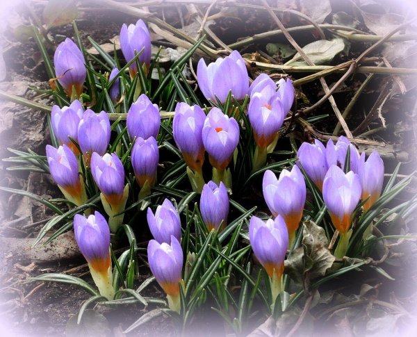 первоцветы крокусы