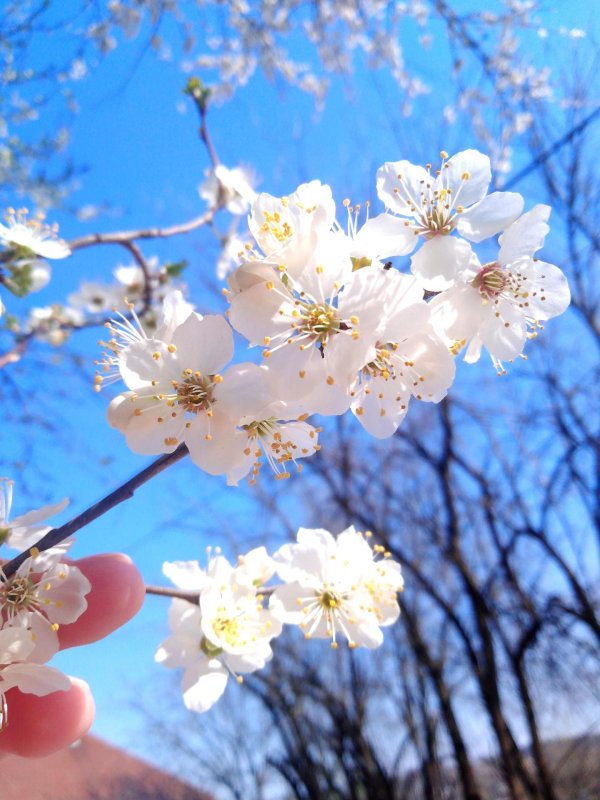 цветок весенний