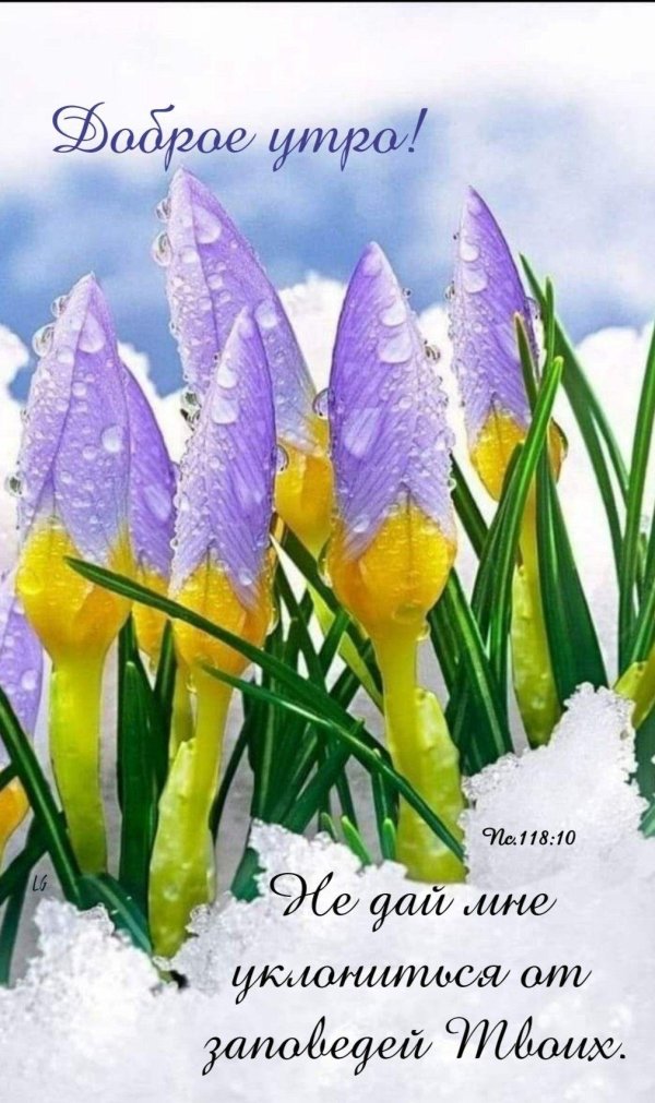 первоцветы пролеска снег