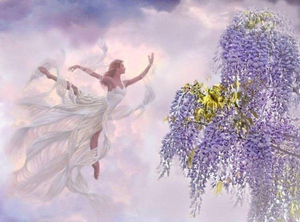 глициния обильноцветущая альба