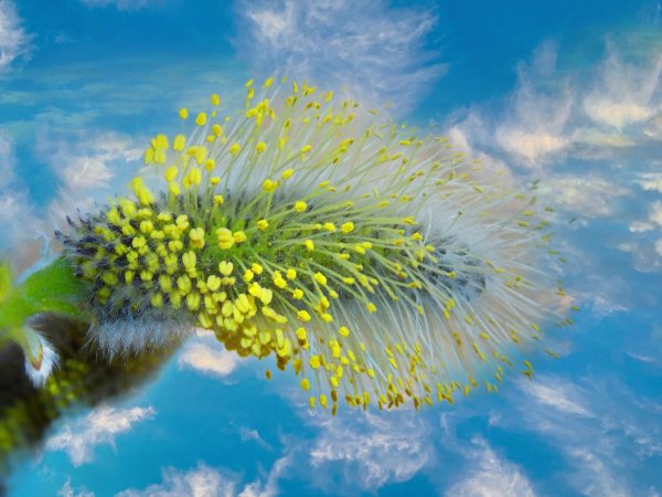 соцветие вербы