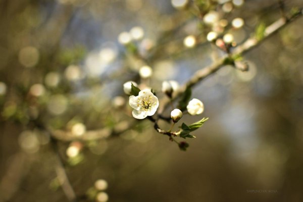 весеннее цветение
