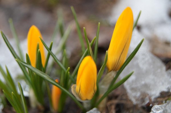 крокус желтый