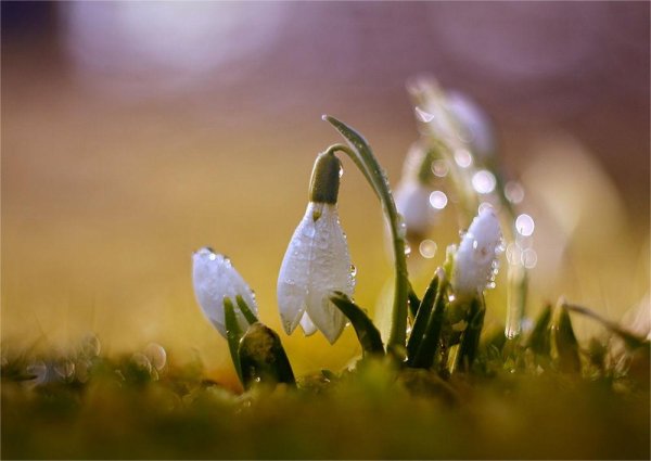 первоцветы  подснежники ландыши