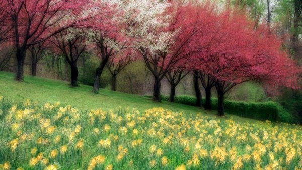 красота весны