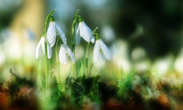 фон с подснежниками