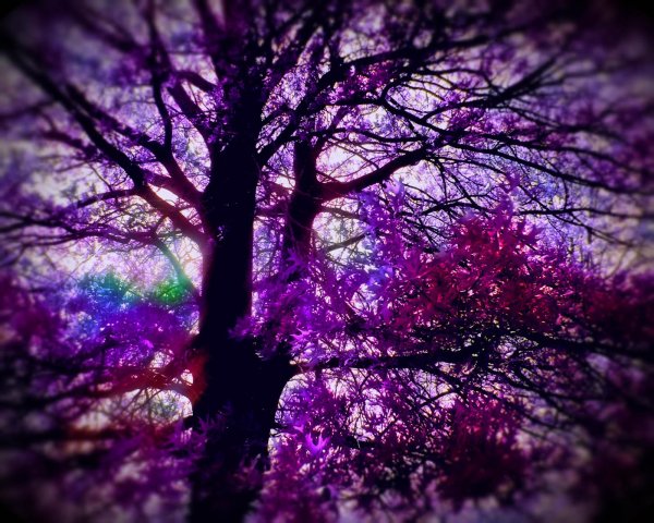 фиолетовое дерево