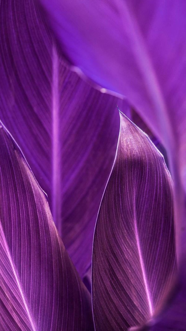 абстракция в фиолетовых тонах