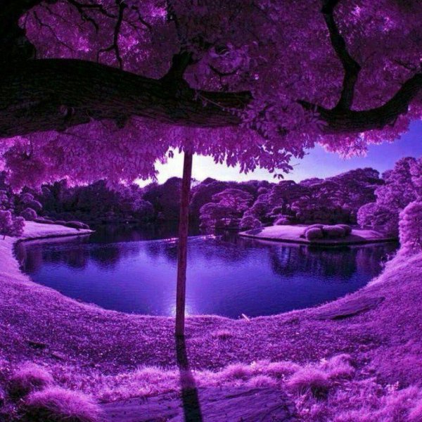 фиолетовое дерево