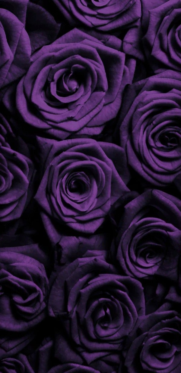 фиолетовая фон