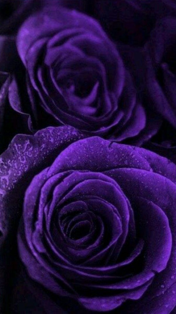 роза дарк перпл