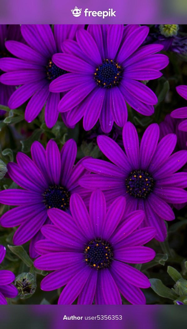 остеоспермум акилла парпл