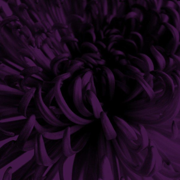 хризантемы сиреневые