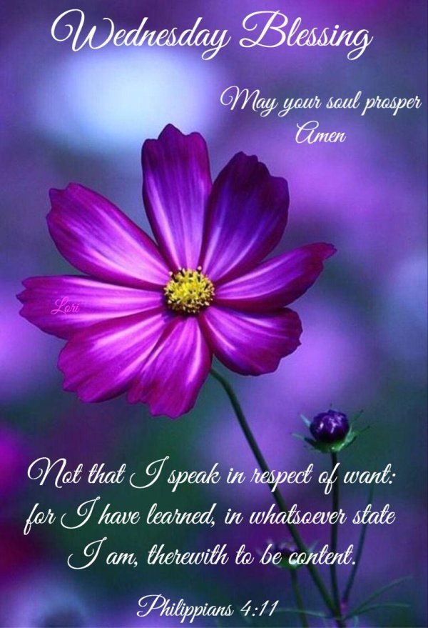 космея пурпурная