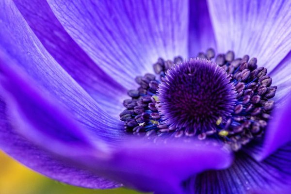 Фиолетового цвета