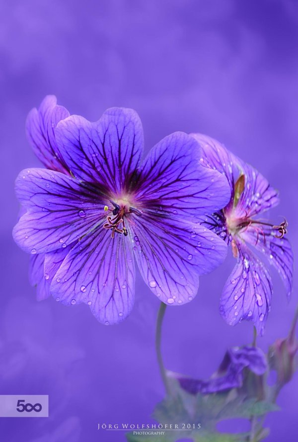 герань луговая