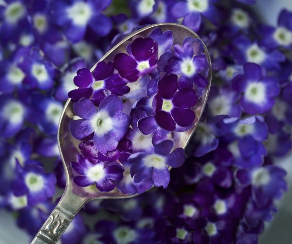 вербена кварц блю