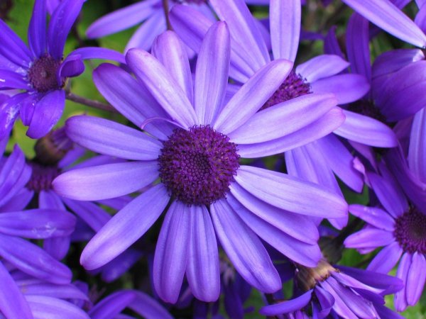 цветок с фиолетовыми цветами