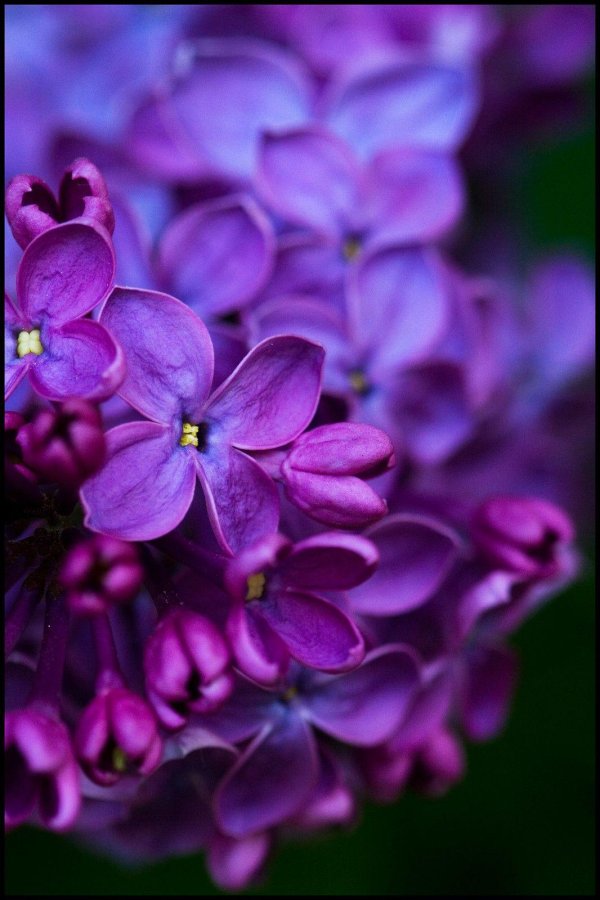 сирень генри