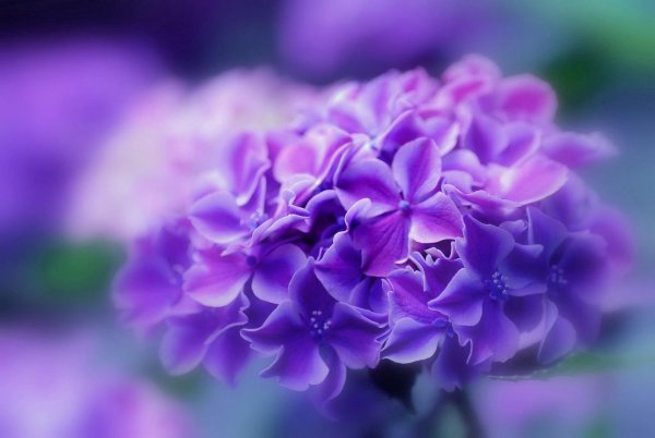 гортензия пурпурная