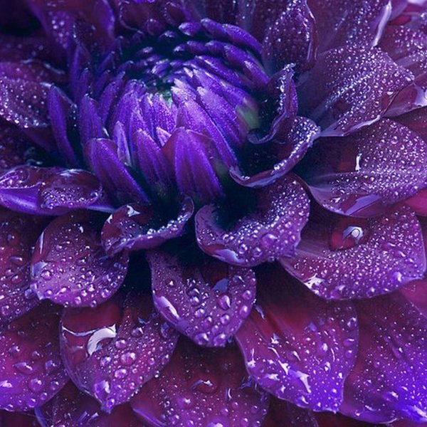 георгин пурпл фиолетовый темный