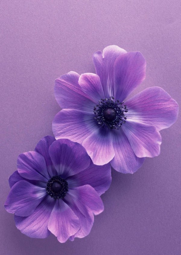 анемона ветреница фиолетовая