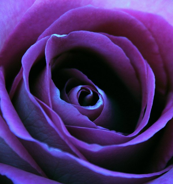 роза лиловая