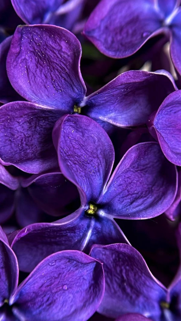 сирень синяя