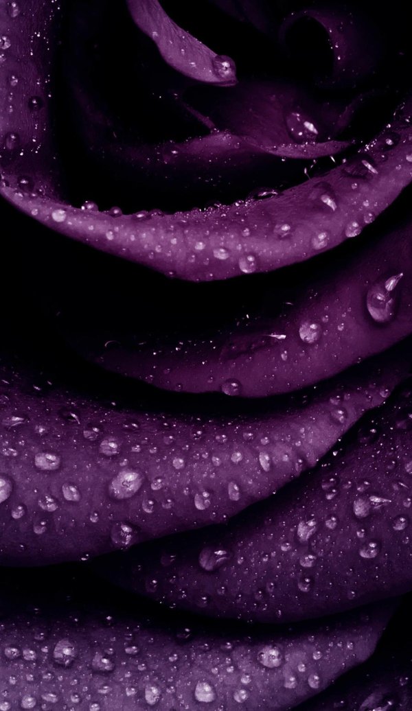 фиолетовые обои на телефон