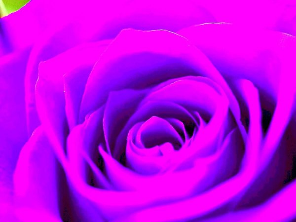 лиловая роза