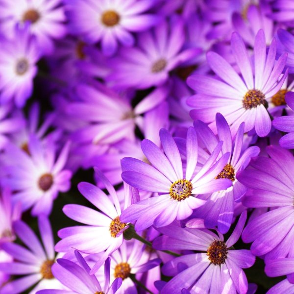 сиреневая ромашка