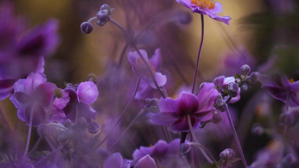 цветок сиреневый