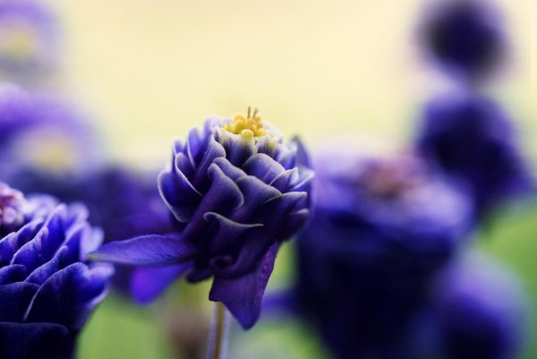 аквилегия винки