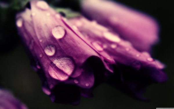 цветы макросъемка