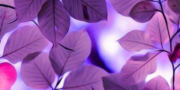 сиреневые цветы