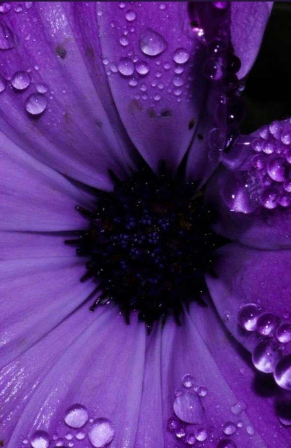 фиолетовый лепесток