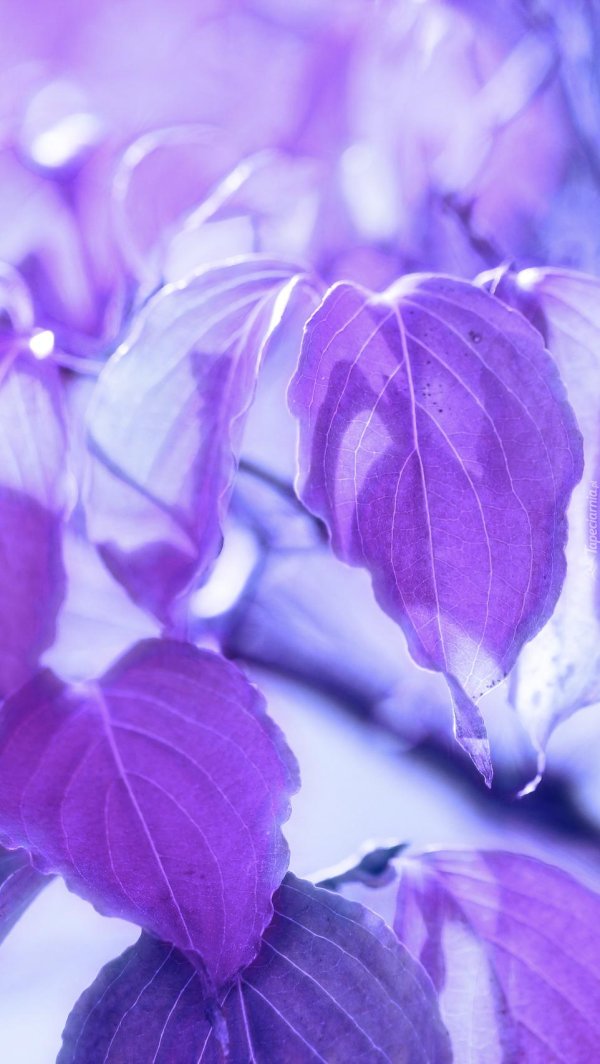 сиреневые фоны