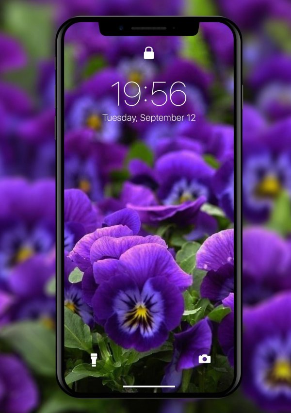 анютины глазки