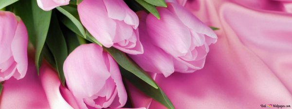 фон тюльпанов