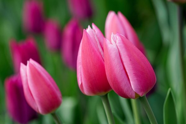 тюльпан anjesca