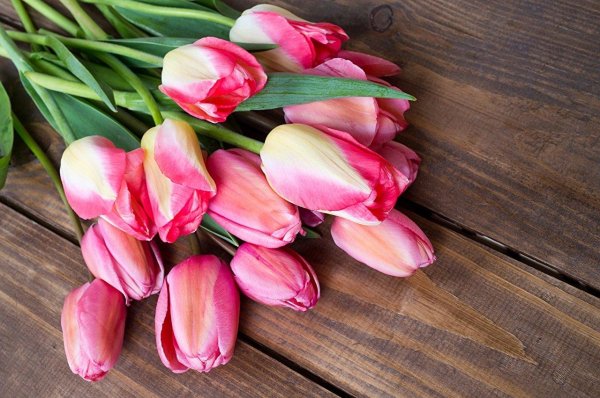 тюльпаны весна