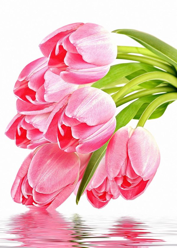 открытка с тюльпанами