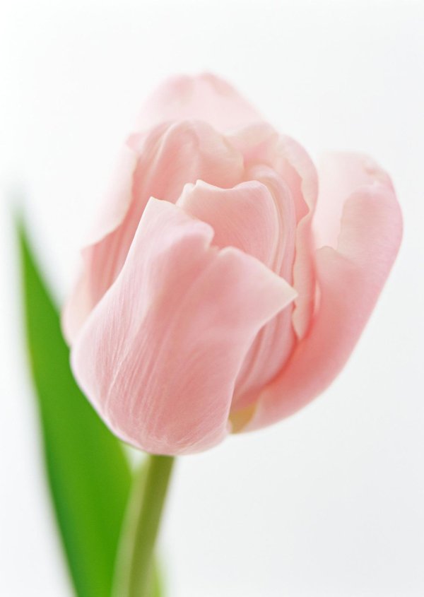 тюльпан бело розовый