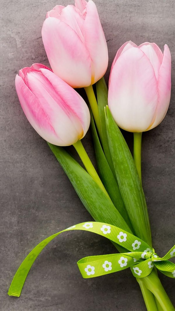открытка с тюльпанами