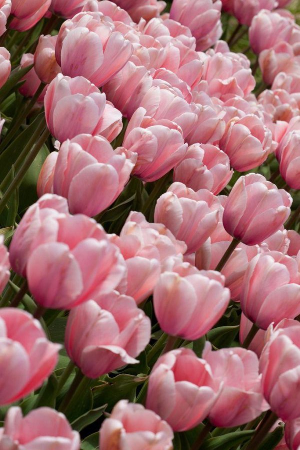 тюльпан салмон импрешн