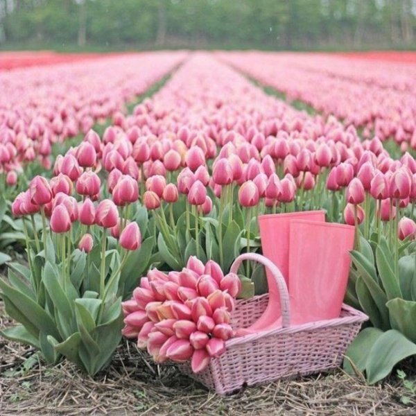 тюльпановое поле