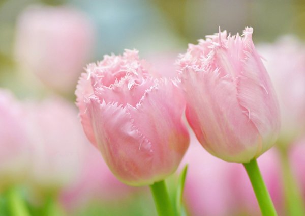 тюльпан бахромчатый кашарель